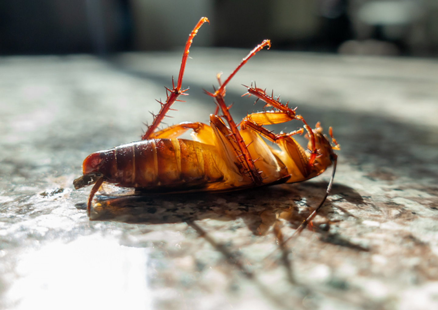 General Pest Control<br />